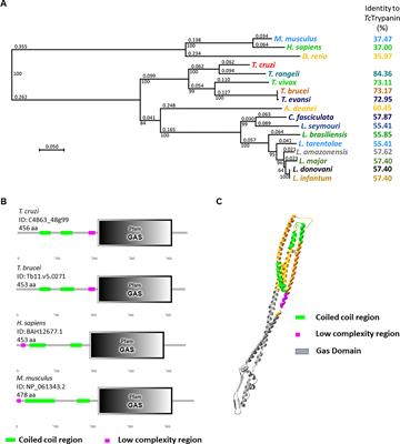 Trypanin Disruption Affects the Motility and Infectivity of the Protozoan Trypanosoma cruzi